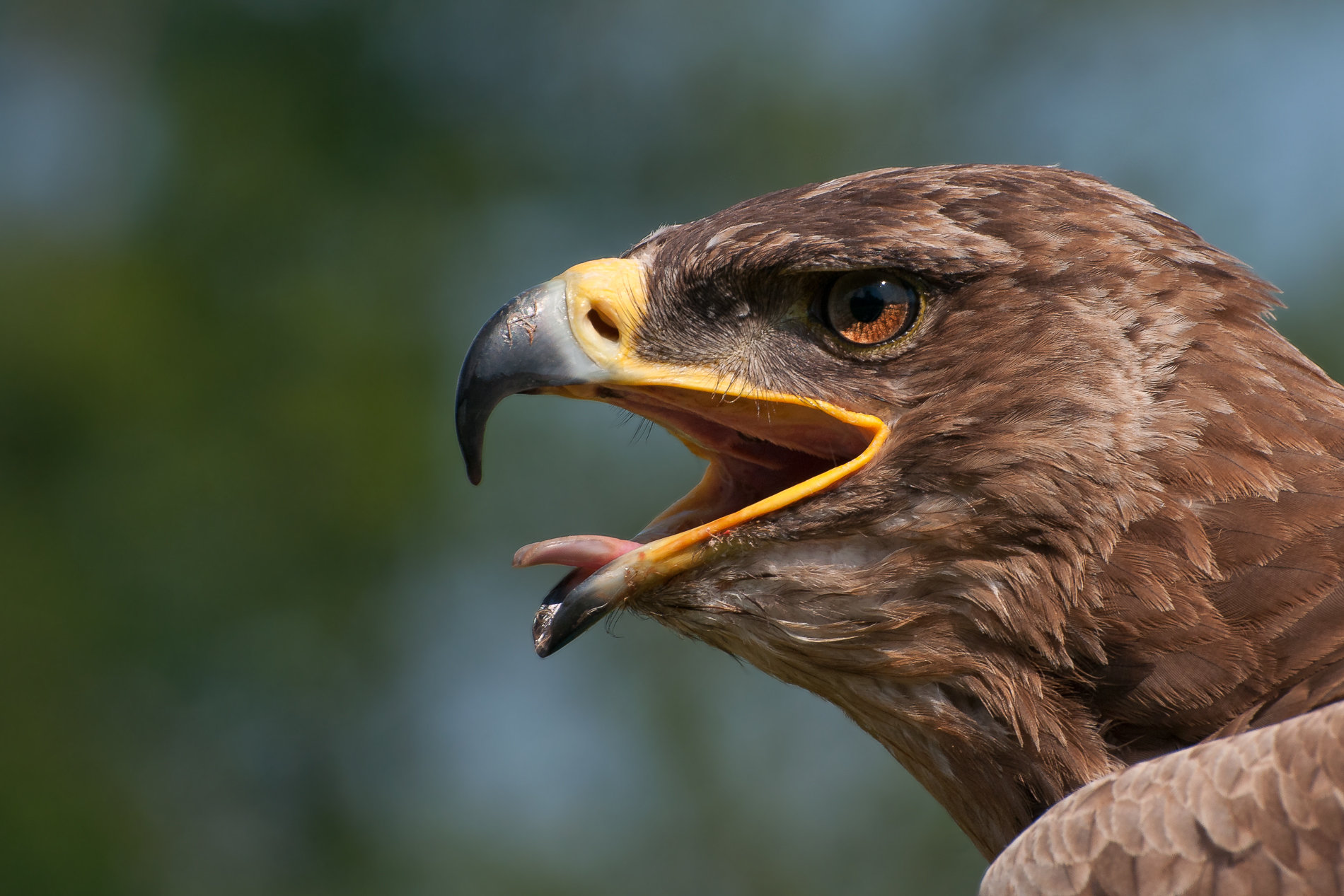 Eagle bird. Птицы отряда орлиных. Орел. Коричневый Орел. Орел фото.